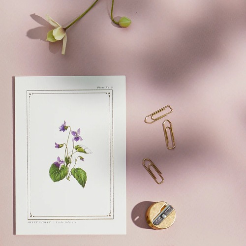 The Botanist Archive Everyday Edition - Sweet Violet