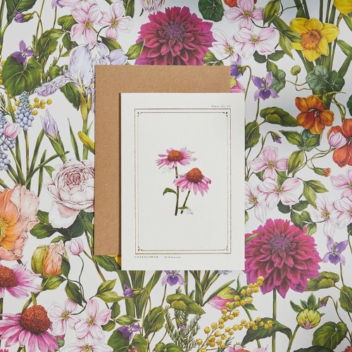 The Botanist Archive Everyday Edition - Echinacea