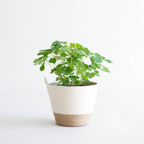 Jute Planter S (12.5cm pot)