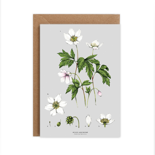 Wood Anemone