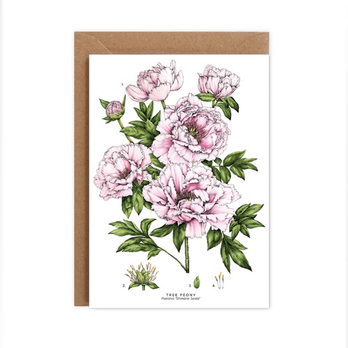 Tree Peony