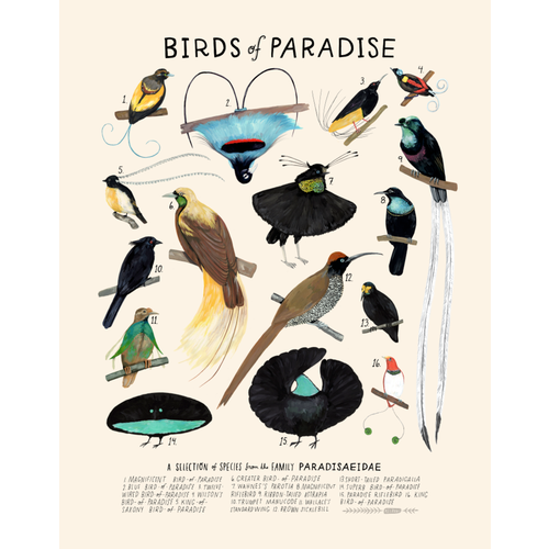 Birds of Paradise