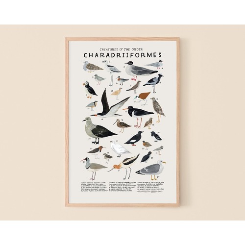 Charadriiformes Print