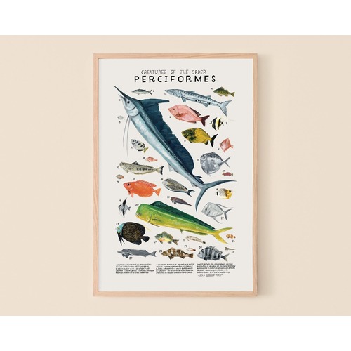 Perciformes Print