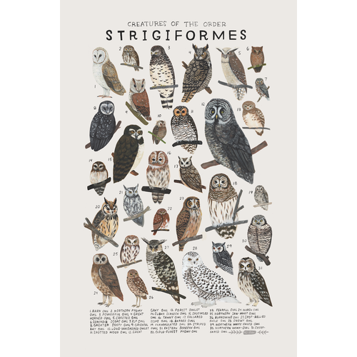 Strigiformes Print