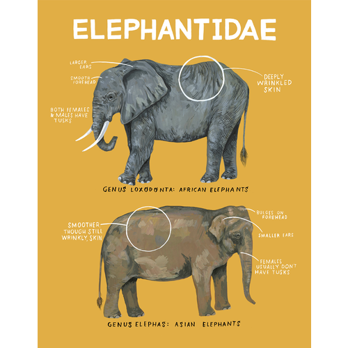 Elephantidae