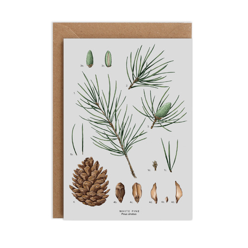Species Christmas - White Pine